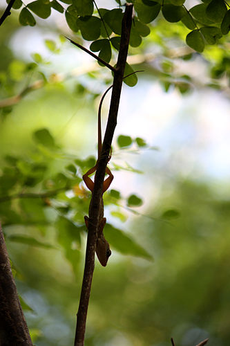 Dominican Anole